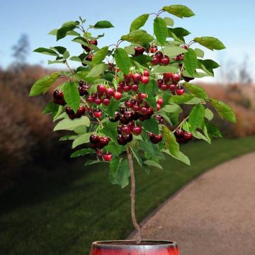 Prunus a hedelfinger riesenkirsche.jpg