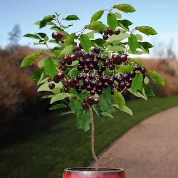 Prunus avium kordia.jpg