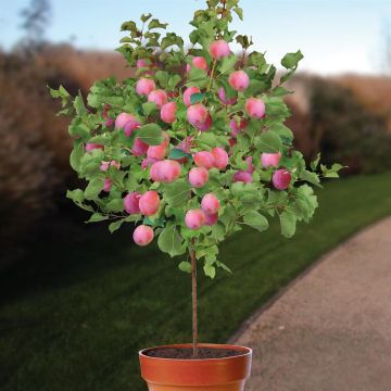 Prunus d. Aprimira.jpg