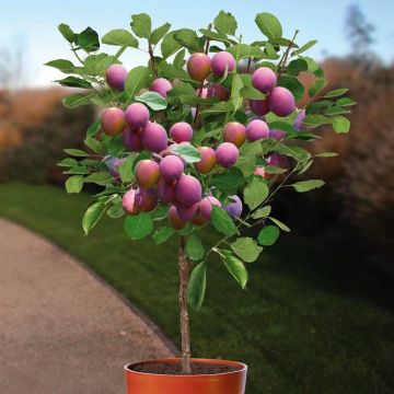 prunus domestica jubileum 120 .jpg