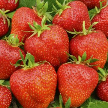 Fragaria x ananassa Elsanta