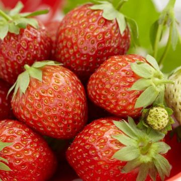 Fragaria x ananassa Korona