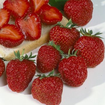 Fragaria ananassa Polka