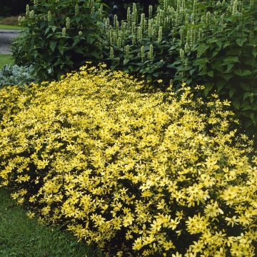 Coreopsis verticillata Moonbeam