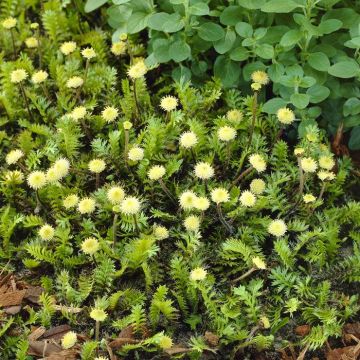 Leptinella squalida (syn. Cotula)