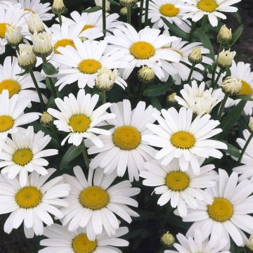 Chrysanthemum maximum Alaska