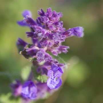 Nepeta x faassenii