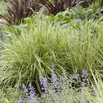 Calamagrostis x acutiflora Overdam