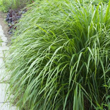 Calamagrostis brachytrica