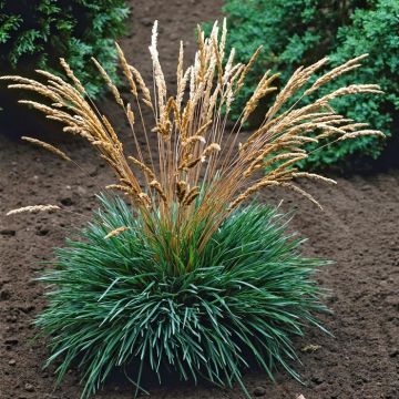 Koeleria glauca