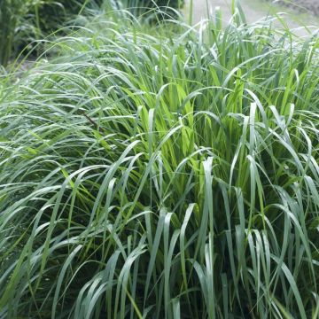 Panicum virgatum