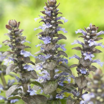 Ajuga reptans Atropurpurea