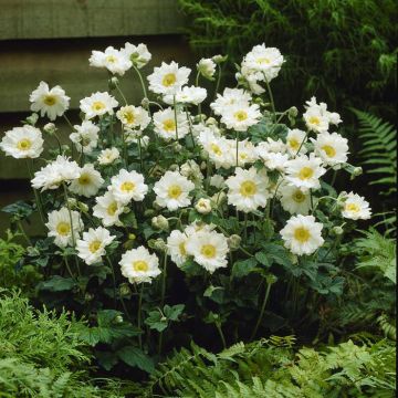 Anemone x hybrida Whirlwind