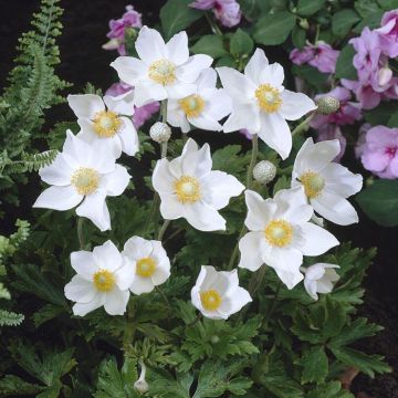Anemone Sylvestris