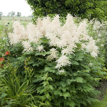 Aruncus dioicus