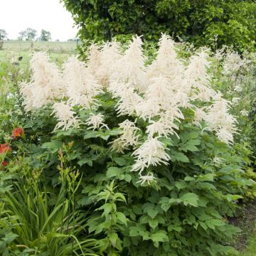 Aruncus dioicus