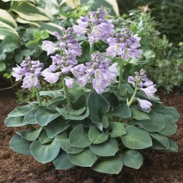 Hosta Blue Mouse Ears