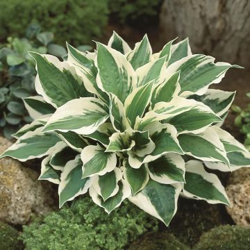 Hosta fortunei Patriot