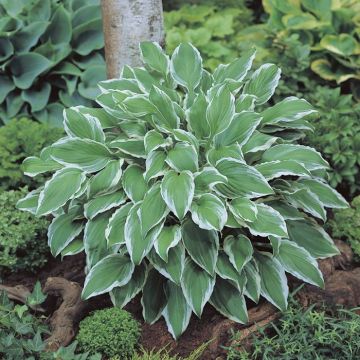 Hosta undulata Albomarginata