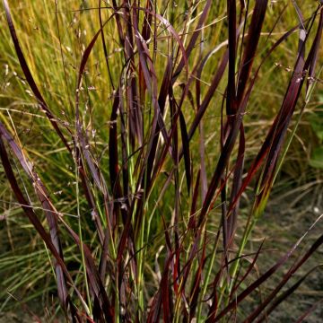 Panicum virgatum Shenandoa