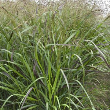 Panicum Squaw sel