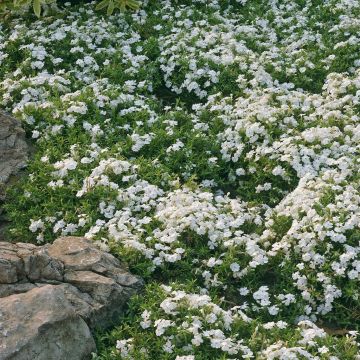 Phlox Maischnee