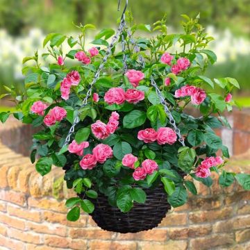 Hanging basket Fairy Pink
