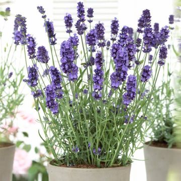 Lavender Hidcote Pot