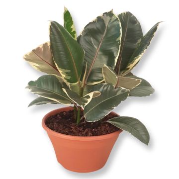 Ficus elastica Tineke 23 cm Schaal.jpg