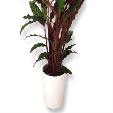 Calathea Rufibarba
