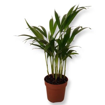Areca Dypsis v2