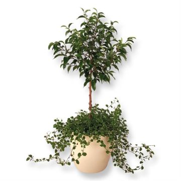 Ficus Natasja Pumila 17 cm