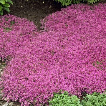 Thymus praecox Coccineus