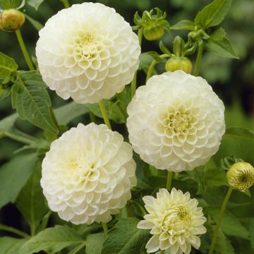 Dahlia White Aster
