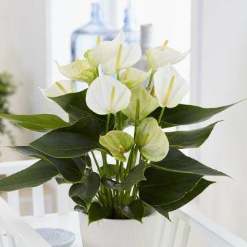 Anthurium wit