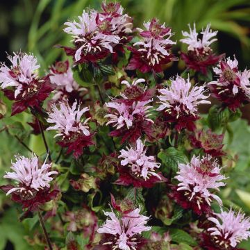 Monarda beauty of cobham