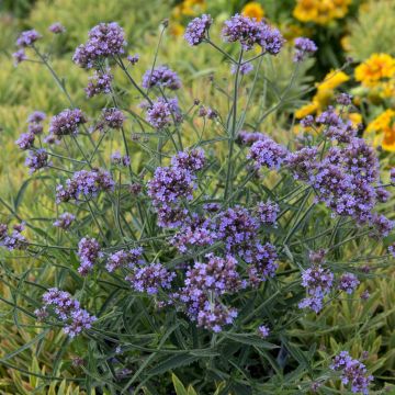 Verbena bonariensis