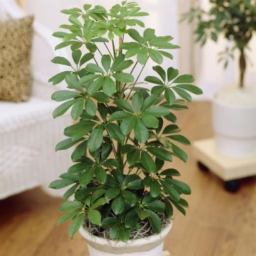 Scheflera arbor.Nora