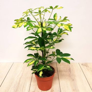 Scheflera arbor Gerda