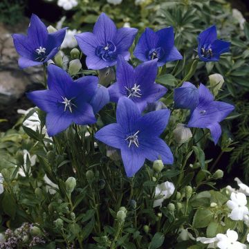 Platycodon grandiflorus Apoyama Platycodon grandiflorus Apoyama