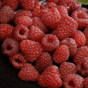 Rubus idaeus Zeva