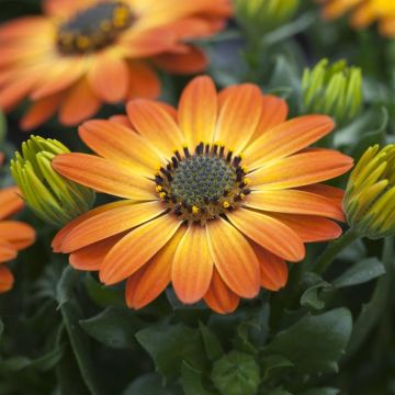 Osteospermum Orange Flare