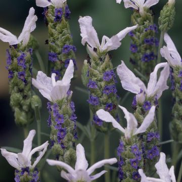 Lavandula stoechas Blue white