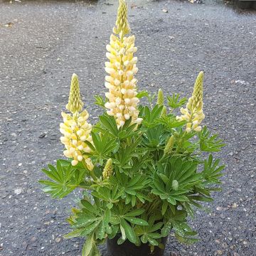 Lupine.jpg