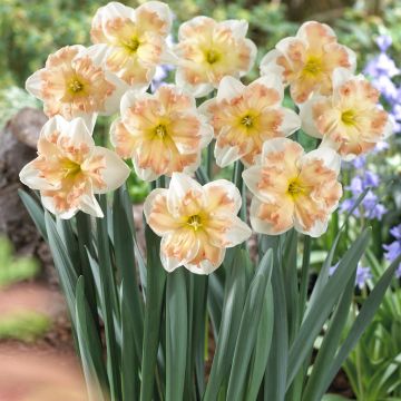 Narcissus Edinburgh