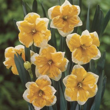 Narcissus Sovereign