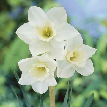Narcissus Pueblo