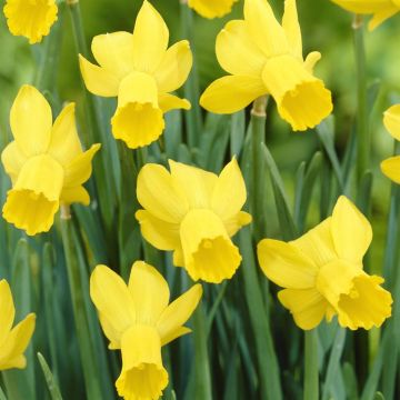 Narcissus Rapture