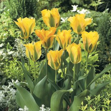 Tulipa Golden Artist