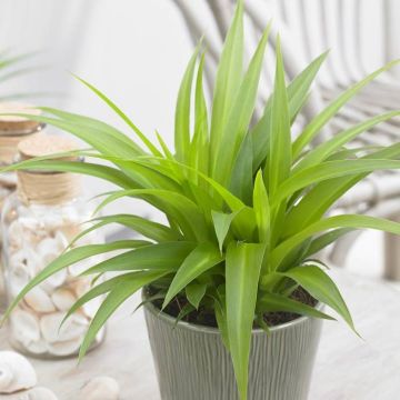 Chlorophytum Lemon